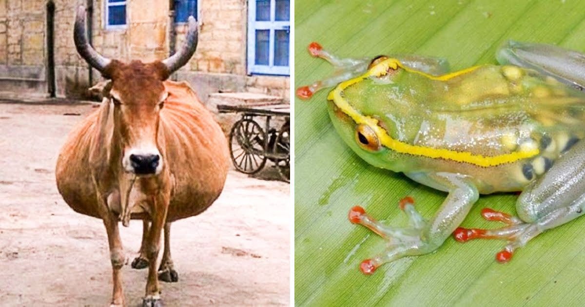 Read more about the article 18 zwierząt w zaawansowanej ciąży, które mają już dość swojego stanu