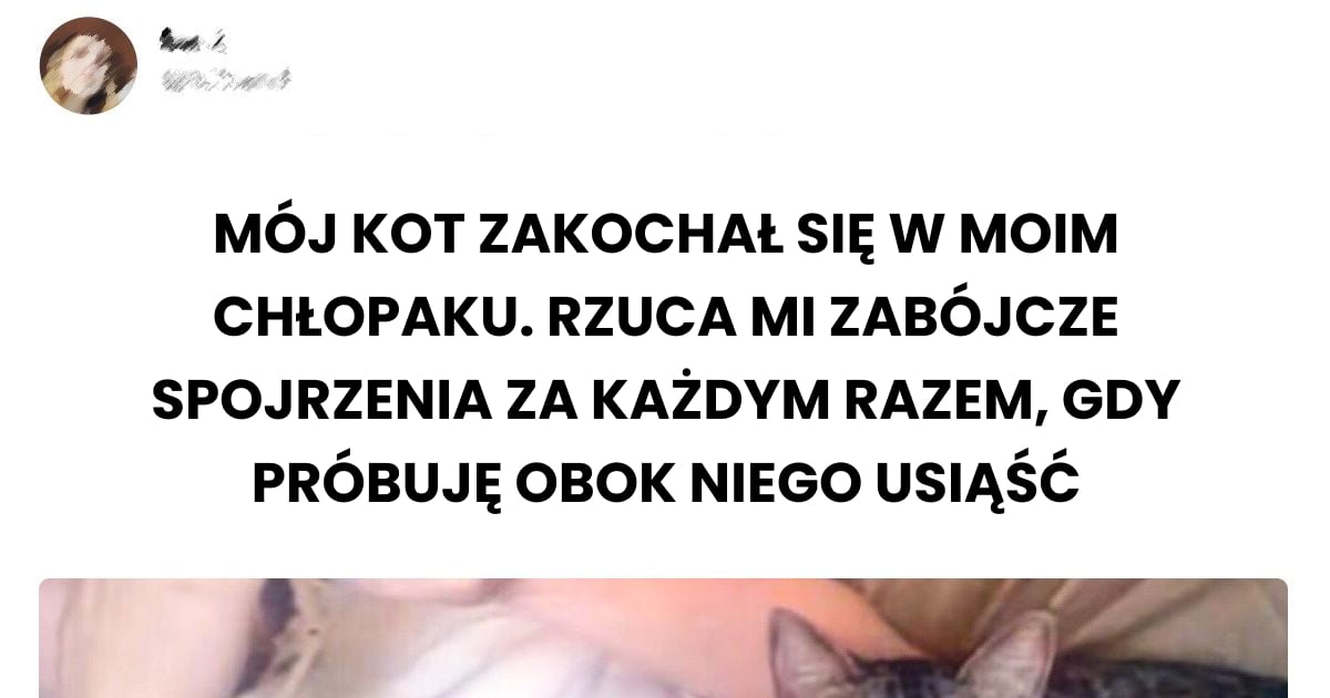 Read more about the article 17 zdjęć kotów, które ukazują ich prawdziwą naturę