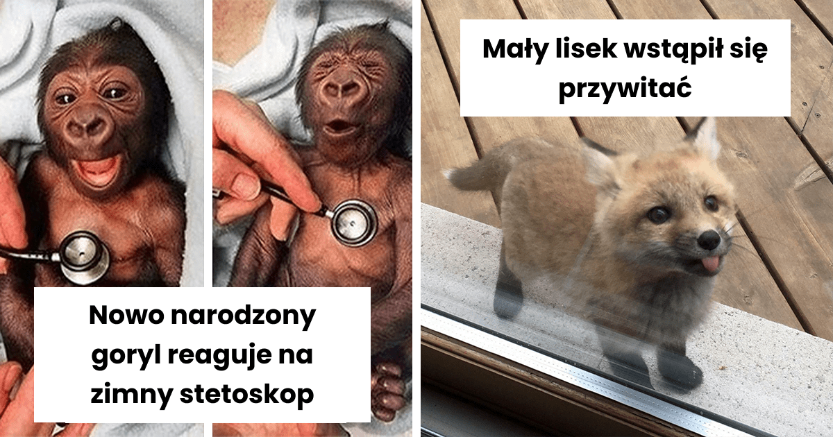Read more about the article 50 rozbrajających zdjęć małych zwierzątek na poprawę humoru