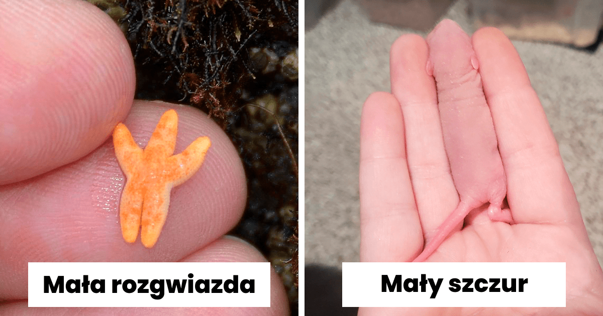 Read more about the article 50 najsłodszych zdjęć maleńkich zwierząt pozujących na ludzkich palcach