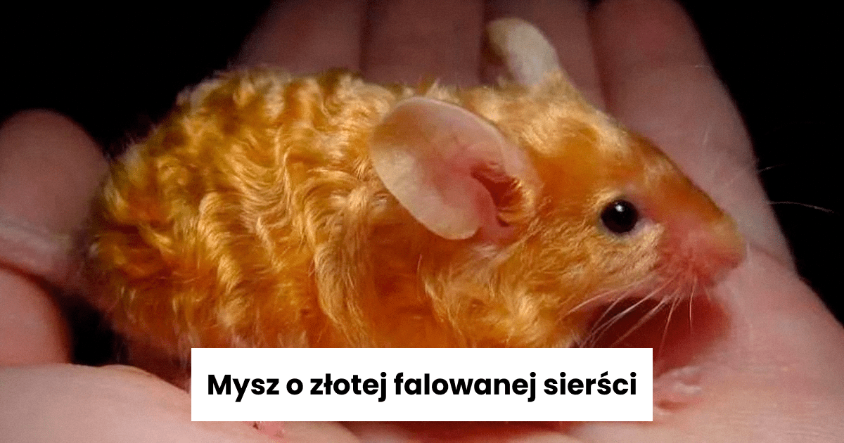 Read more about the article 49 zdumiewających cudów natury, które pokazują prawdziwe piękno naturalnego środowiska