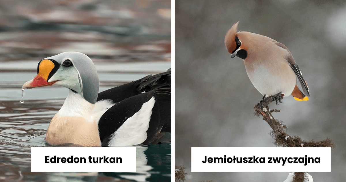 Read more about the article 30 egzotycznych i morskich ptaków uchwyconych na zdjęciach podczas podróży do Arktyki