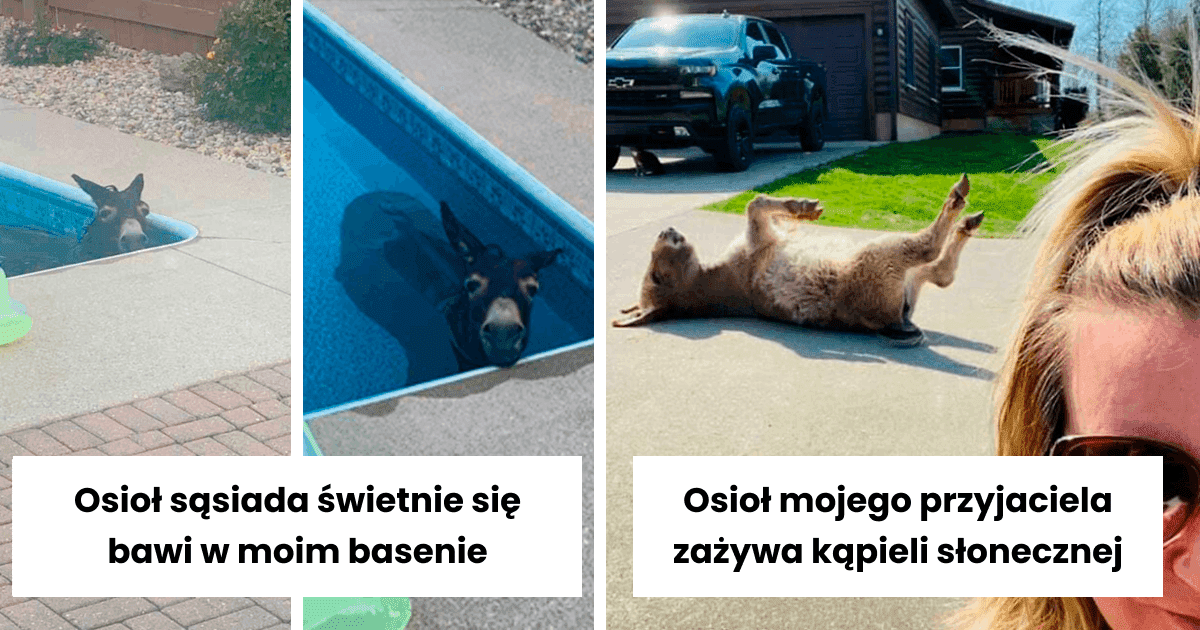 Read more about the article 40 przeuroczych zdjęć, które udowadniają, że osły są najsłodszymi zwierzętami na świecie