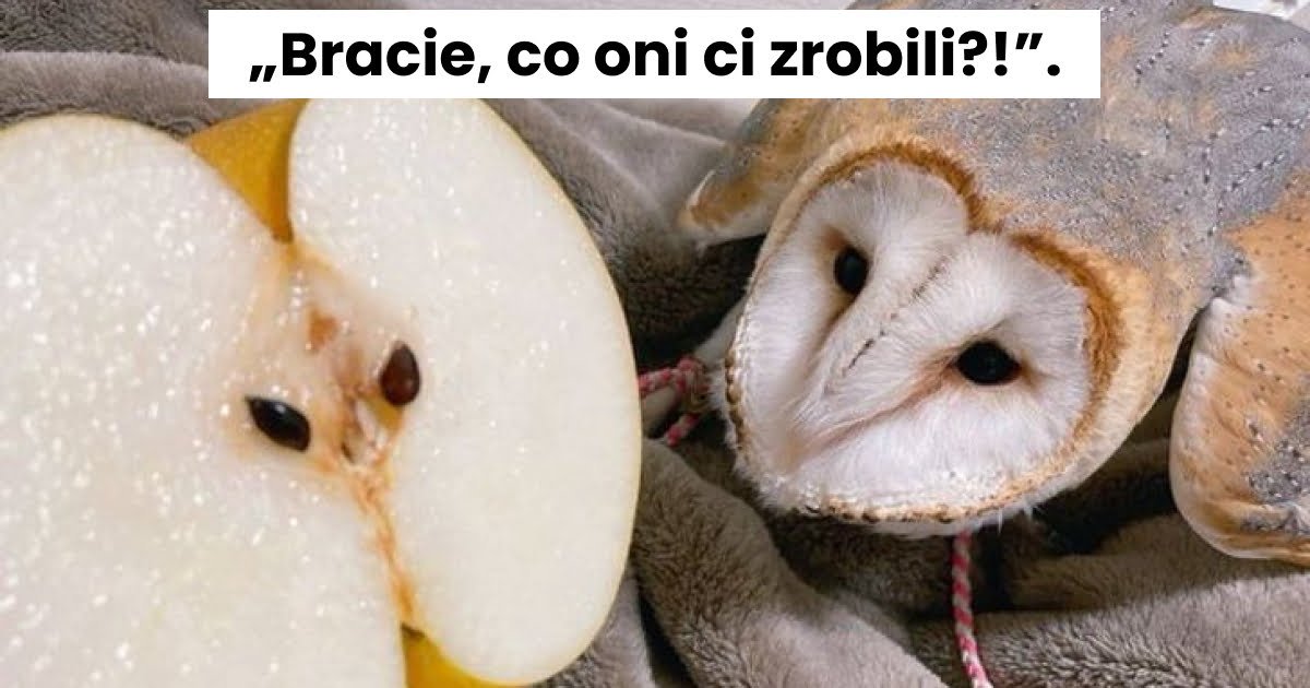 Read more about the article 14 wzruszających zdjęć zwierzaków, które momentalnie rozkruszą nawet najtwardsze serca