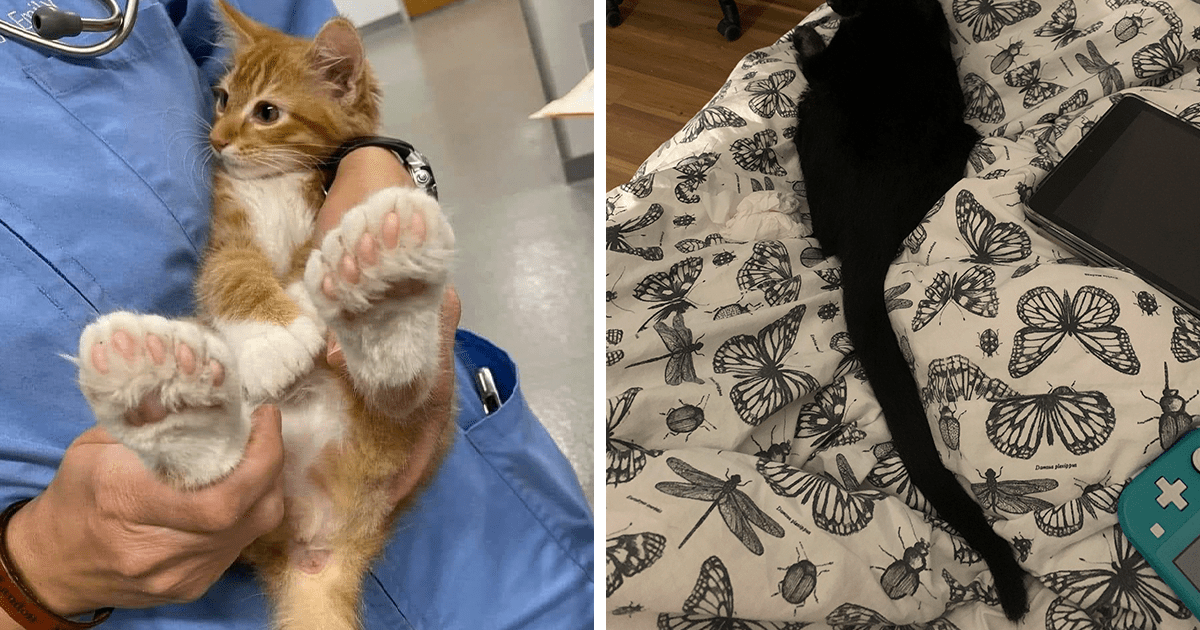 Read more about the article 48 wyjątkowych zwierząt, których oryginalny wygląd spowodowany jest przez mutacje genów