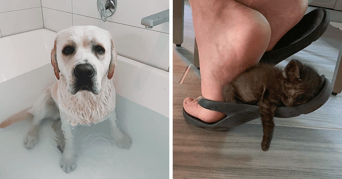 Read more about the article 48 przezabawnych zwierzaków, które nie mają pojęcia, czym jest przestrzeń osobista