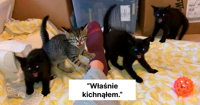 Read more about the article 47 najbardziej uroczych zdjęć maleńkich kotów, które można znaleźć w Internecie