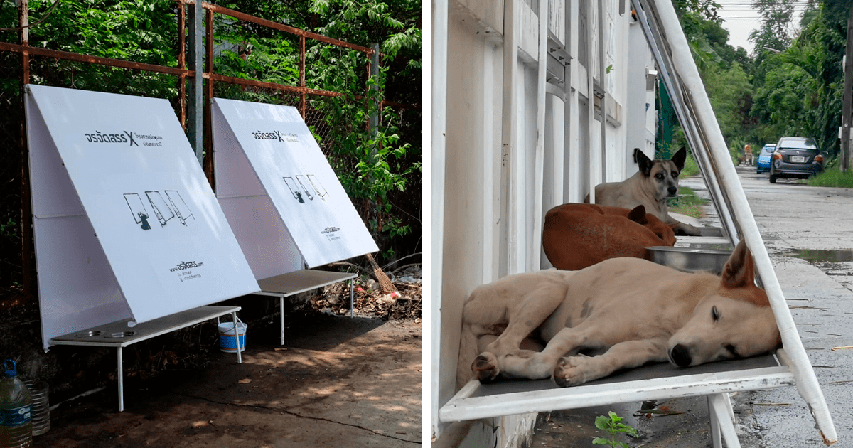 Read more about the article 46 genialnych wynalazków dla zwierząt domowych, które sprawią, że Twój pupil pokocha Cię jeszcze mocniej
