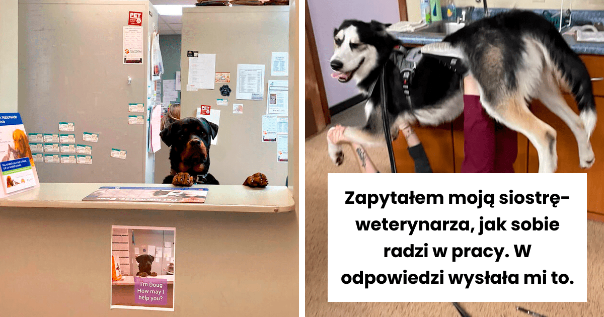 Read more about the article 46 zabawnych momentów, które weterynarze niespodziewanie przeżyli w pracy