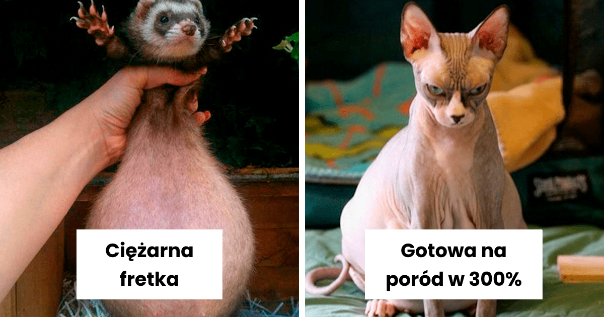 Read more about the article 48 zdjęć ciężarnych zwierząt, których prawdopodobnie nigdy nie widzieliście w tym stanie