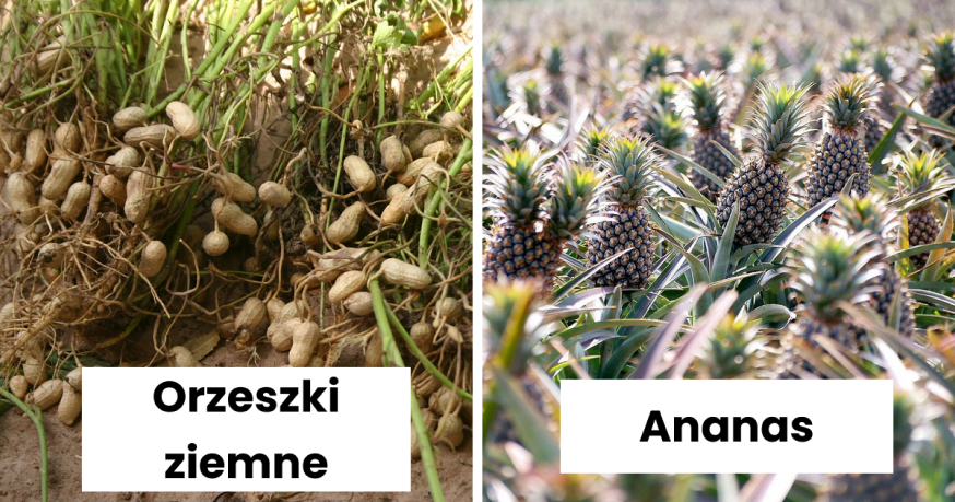 Read more about the article 30 zaskakujących zdjęć, które pokazują, jak wygląda jedzenie, zanim zostanie zebrane